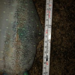 夕まずめ45分一本勝負！