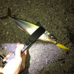 急に冷えたからか渋い