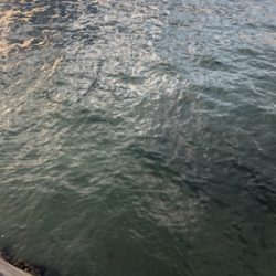 短時間エギング