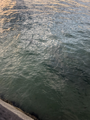 短時間エギング