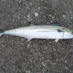 平日朝マズメでハマチ狙うもサゴシ