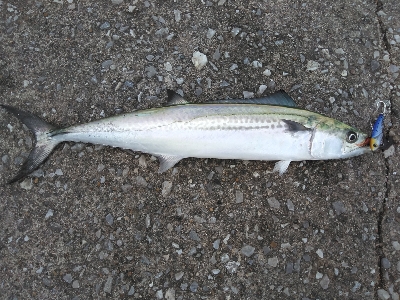 平日朝マズメでハマチ狙うもサゴシ