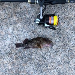 メバル好調 イカ不調