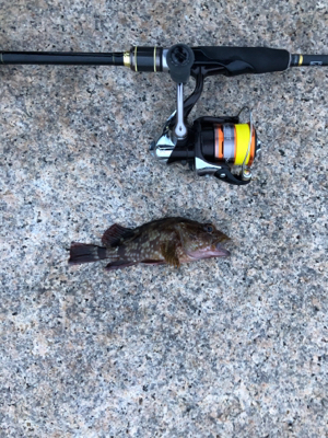 メバル好調 イカ不調