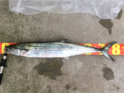 LSJigginger0805〜0928