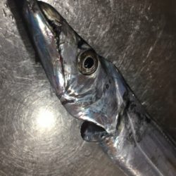 朝渋タチウオからのLSJ不発