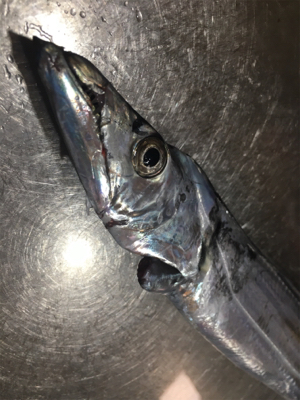 朝渋タチウオからのLSJ不発