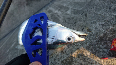 サビキとルアー