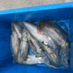 ティップランリベンジ