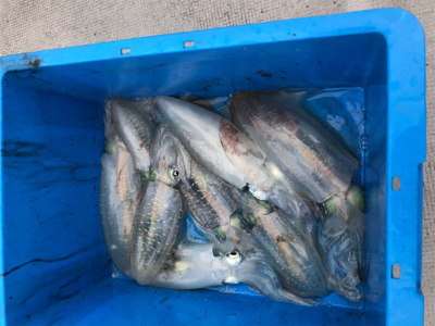 ティップランリベンジ