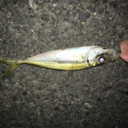 いつものアジング