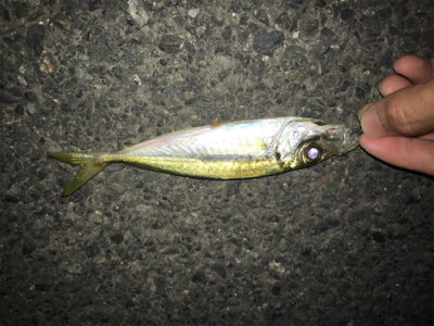 いつものアジング