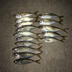 大阪奥湾アジング