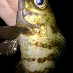 アジンガー1730〜2035