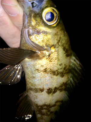 アジンガー1730〜2035