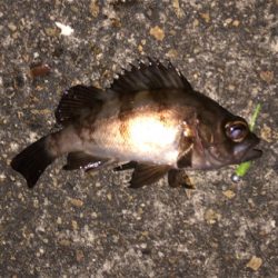 今日はメバルも