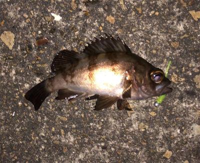 今日はメバルも