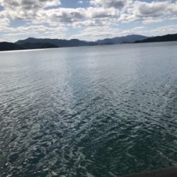 アオリイカ釣果