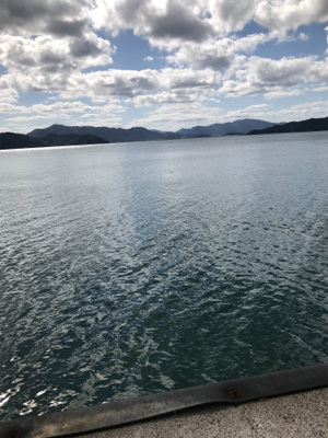 アオリイカ釣果