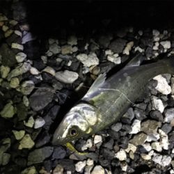 プチセイゴ祭り