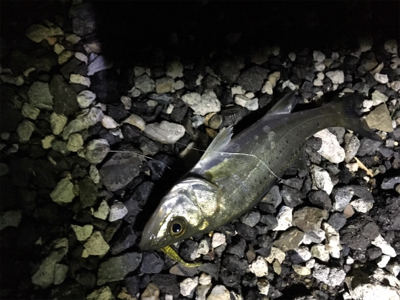 プチセイゴ祭り