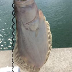 初青物＆ヒラメ！！！