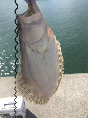 初青物＆ヒラメ！！！