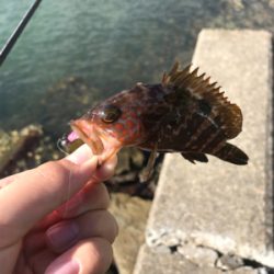 アジを求めて①