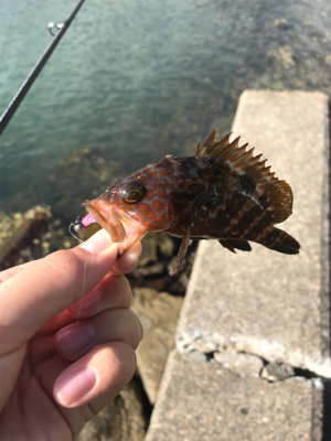 アジを求めて①