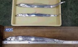 渋かった 寒かった（苦笑）