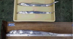 渋かった 寒かった（苦笑）