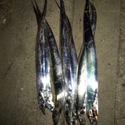 FLAP釣法伝承します（❓）