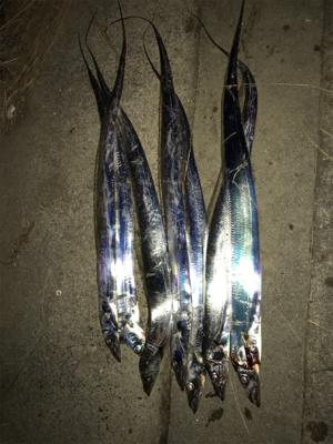 FLAP釣法伝承します（❓）…