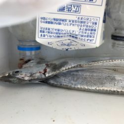 久しぶりのアコウ