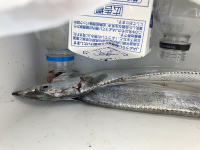 久しぶりのアコウ