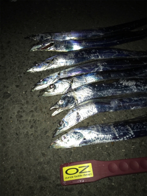 ラインブレイク時合い短い。