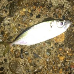 アジ メバル チーバス ガッシー