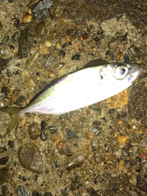 アジ メバル チーバス ガッシー