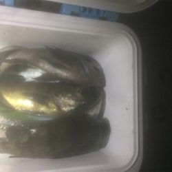 タチウオ＆メバリング