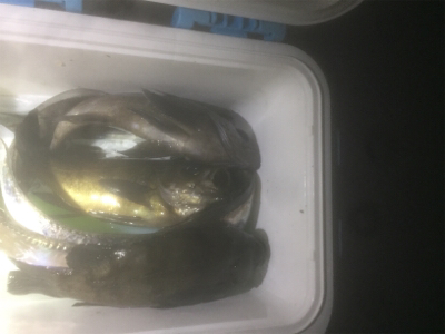 タチウオ＆メバリング