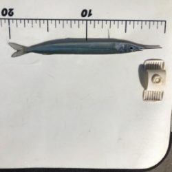 神戸に久々の五目釣り