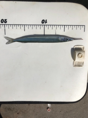 神戸に久々の五目釣り