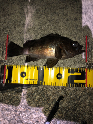 ワインド不発からアジング