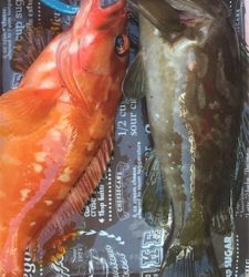 紀北タイラバ釣行