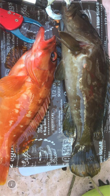 紀北タイラバ釣行