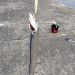 ショアジギ ノマセの二本立て