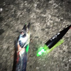 強風でもタチウオ