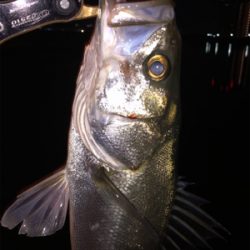 シーバス乱舞！