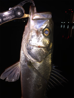 シーバス乱舞！