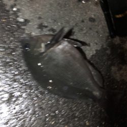 アジュールアジング